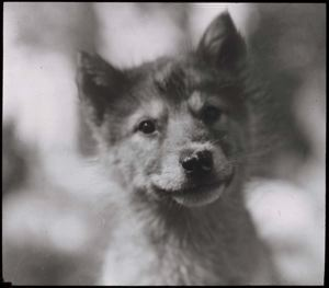 Image of Puppy at Etah